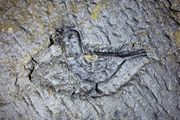 Oiseau